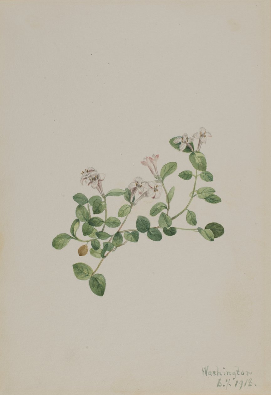  by Mary Vaux Walcott