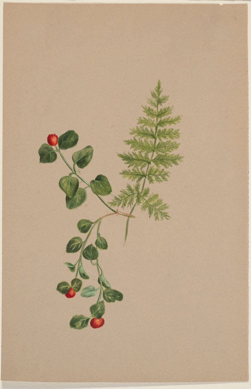  by Mary Vaux Walcott