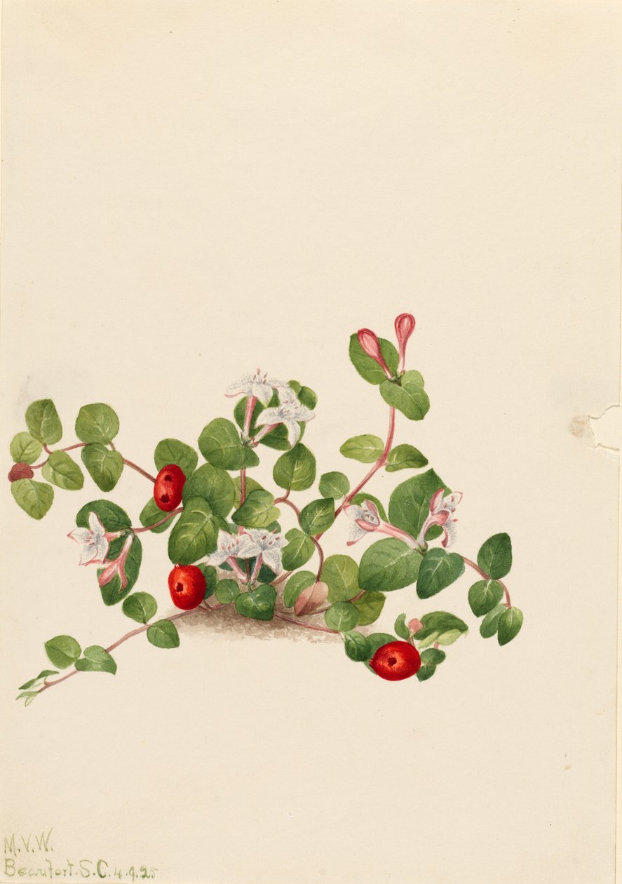  by Mary Vaux Walcott