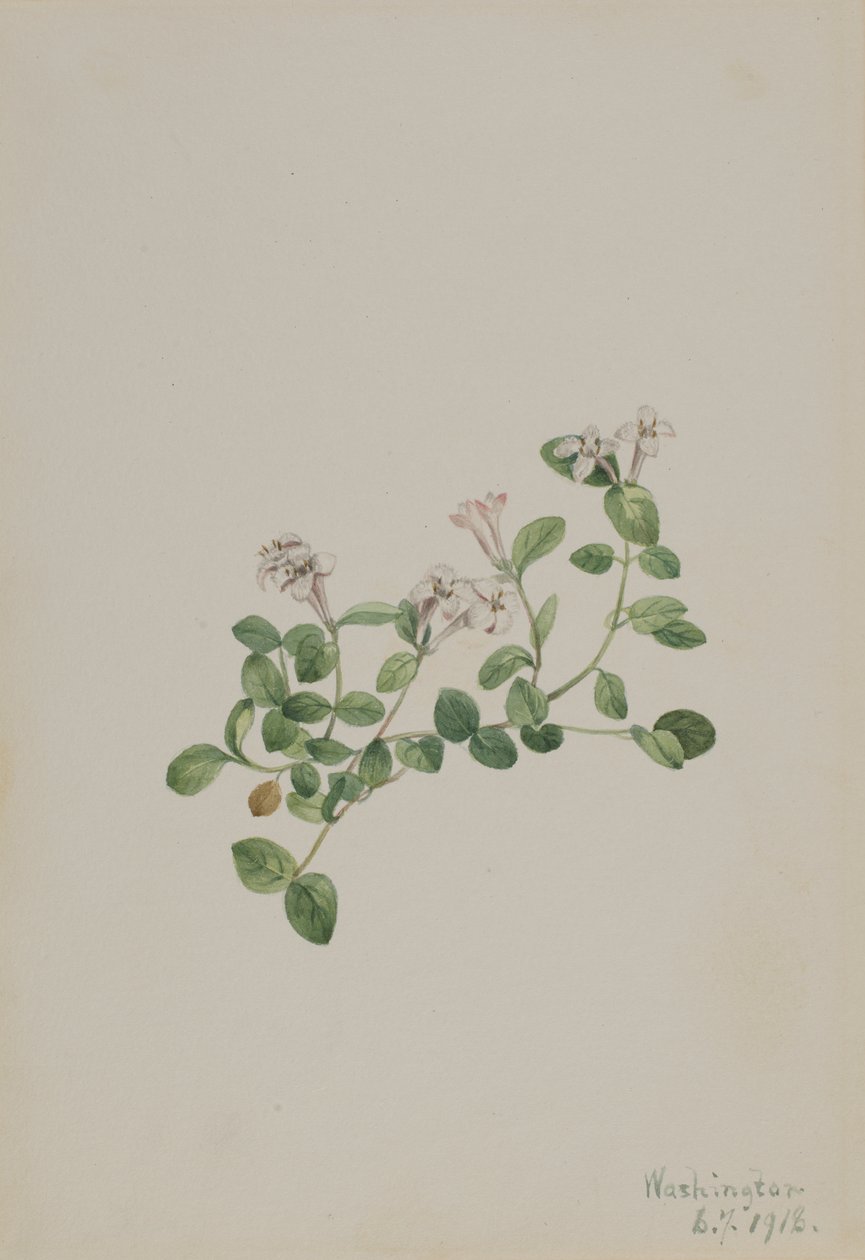 Partridgeberry Mitchella repens, 1918. by Mary Vaux Walcott