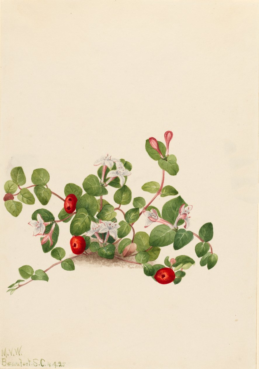 Partridgeberry Mitchella, 1925. by Mary Vaux Walcott