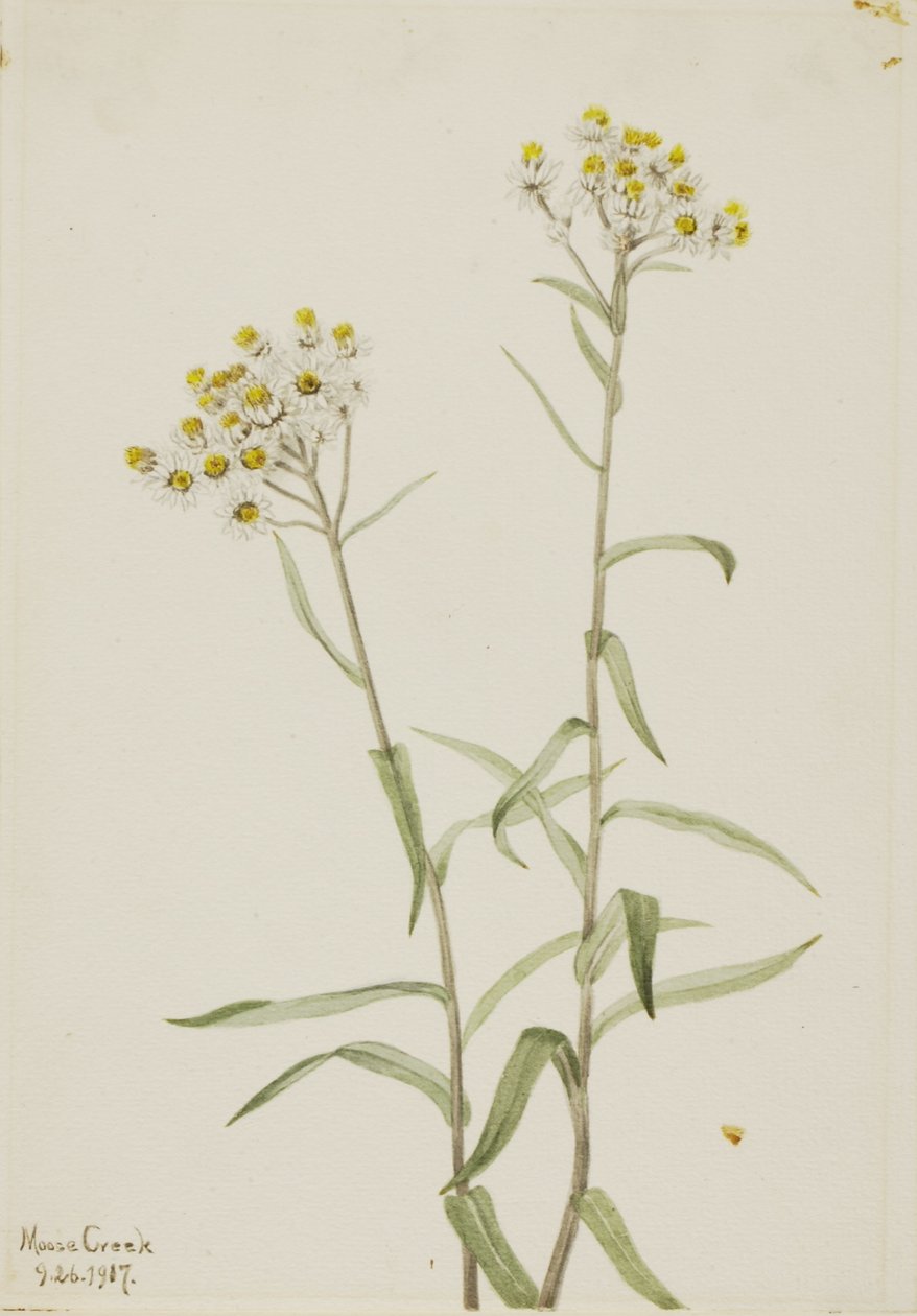  by Mary Vaux Walcott