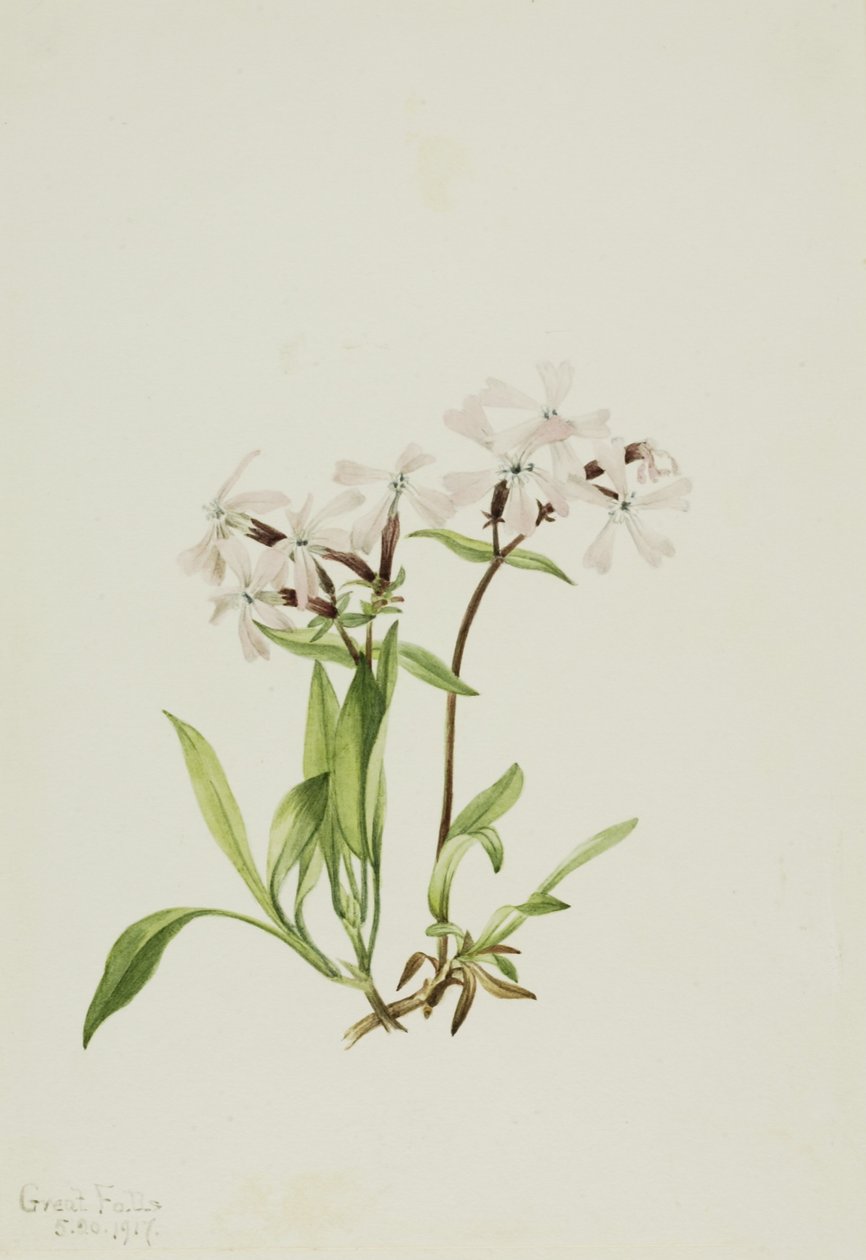  by Mary Vaux Walcott