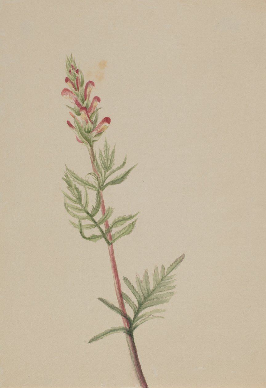  by Mary Vaux Walcott