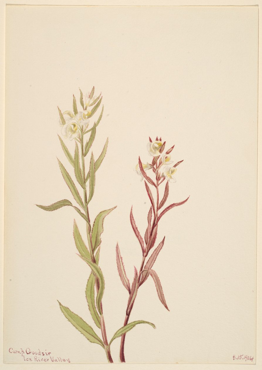  by Mary Vaux Walcott