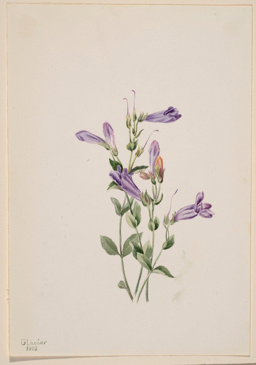  by Mary Vaux Walcott