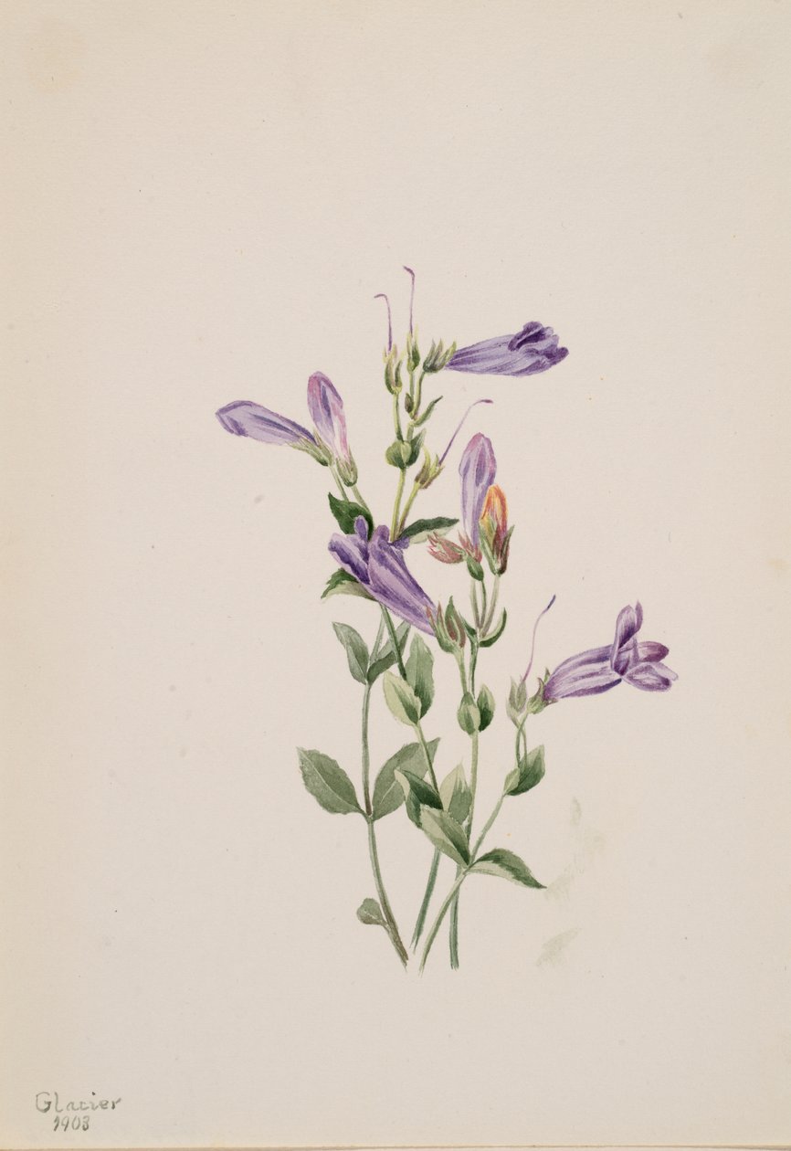 Penstemon Penstimon Fruiticosus, 1903. by Mary Vaux Walcott