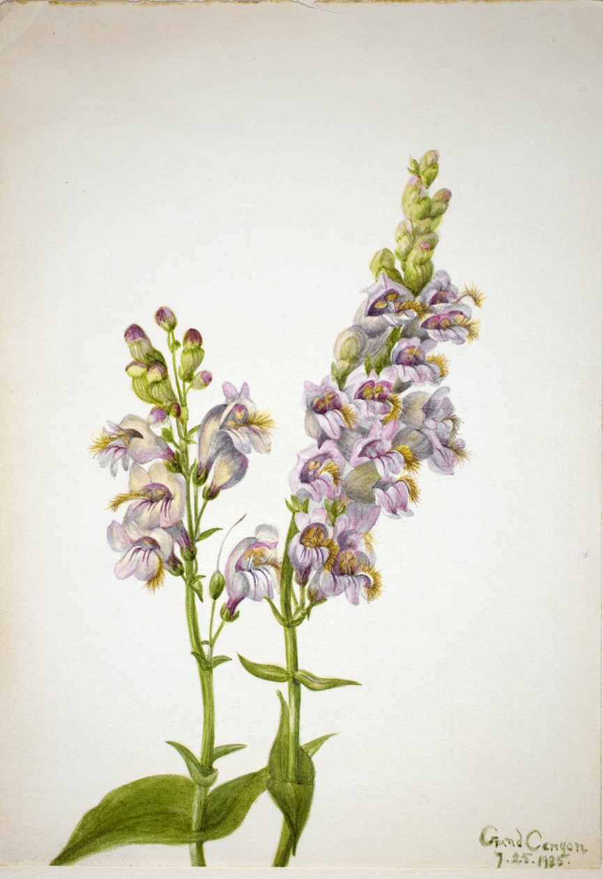  by Mary Vaux Walcott