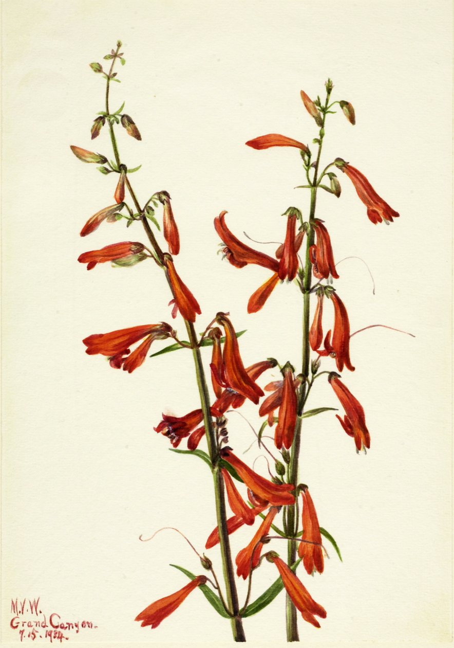 Penstemon Penstemon barbatus, 1934. by Mary Vaux Walcott