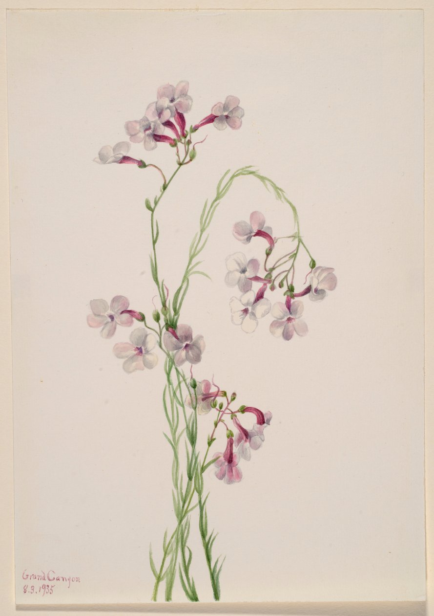  by Mary Vaux Walcott