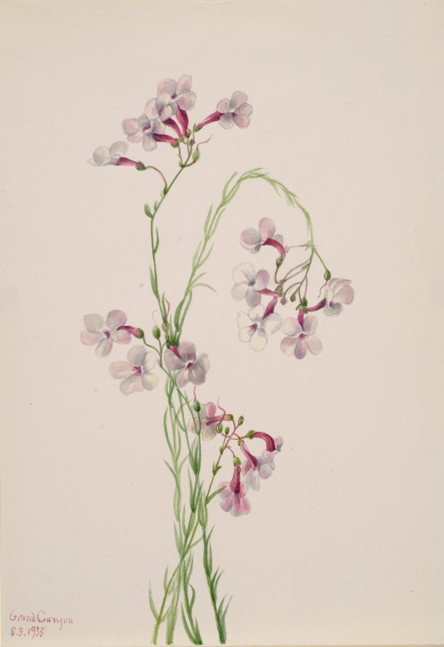 Pentstemon belirsizliği, 1935. by Mary Vaux Walcott