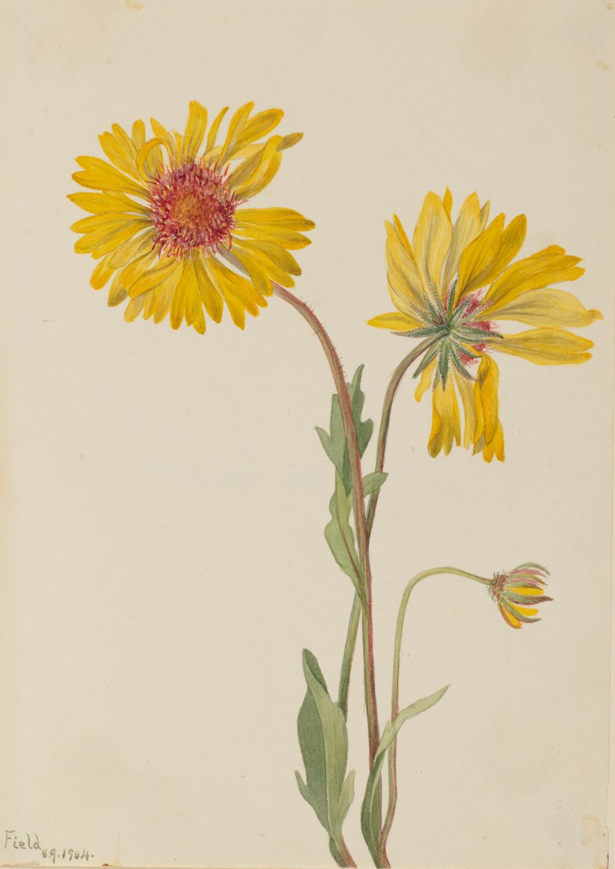  by Mary Vaux Walcott