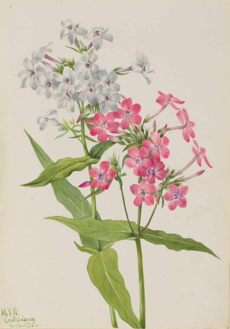 Çok Yıllık Phlox Phlox paniculata, 1934. by Mary Vaux Walcott