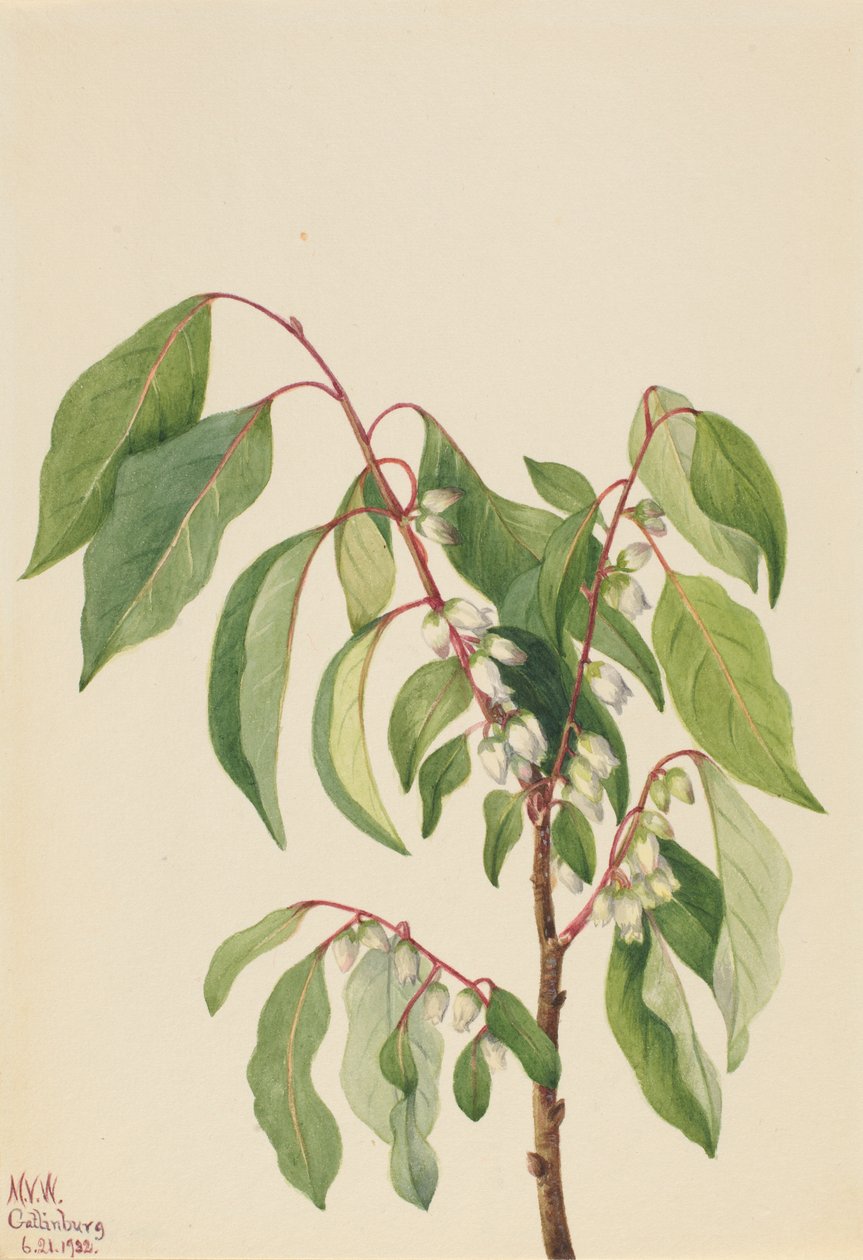  by Mary Vaux Walcott
