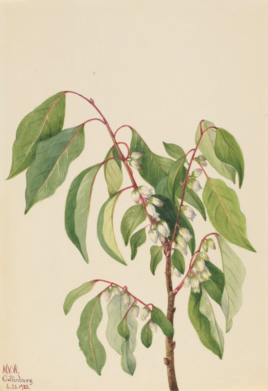 Trabzon hurması Diospyros virginiana, 1932. by Mary Vaux Walcott