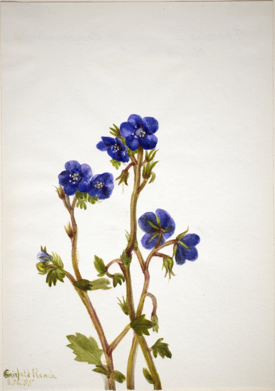 Phacelia Phacelia parryi, 1935. by Mary Vaux Walcott