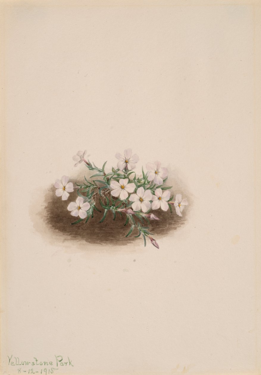 Floksa, 1915. by Mary Vaux Walcott