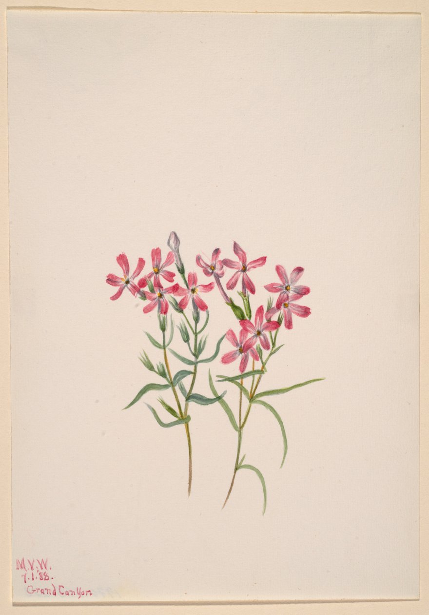  by Mary Vaux Walcott