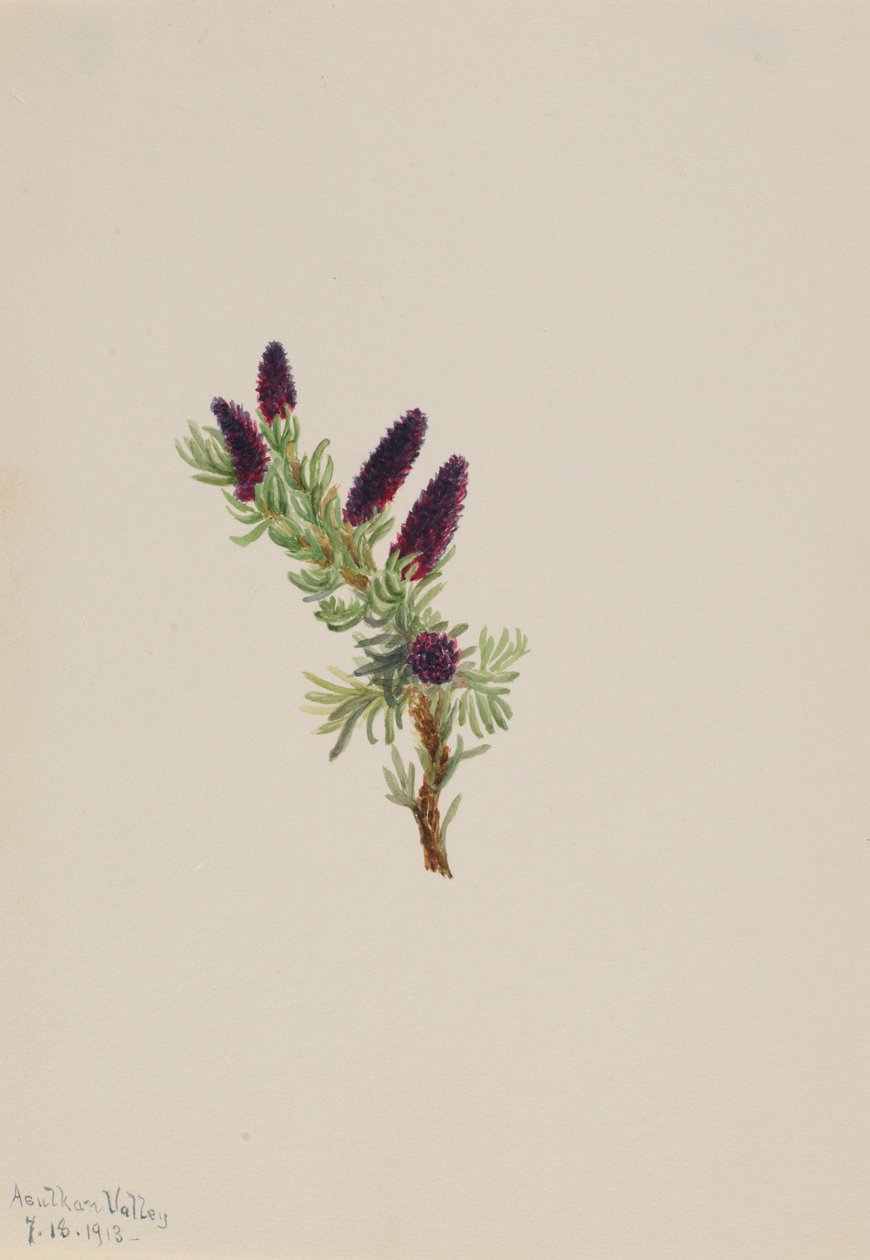  by Mary Vaux Walcott