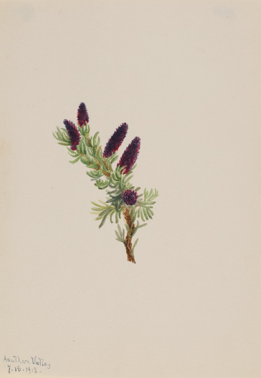 Picea engelmanni, 1913. by Mary Vaux Walcott