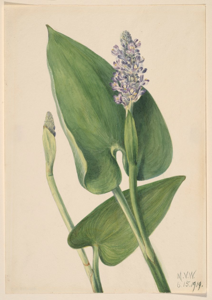  by Mary Vaux Walcott
