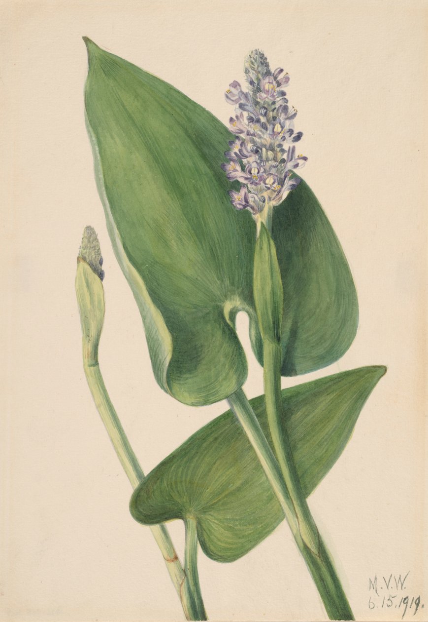 Pickerelweed Pontederia cordata, 1919. by Mary Vaux Walcott