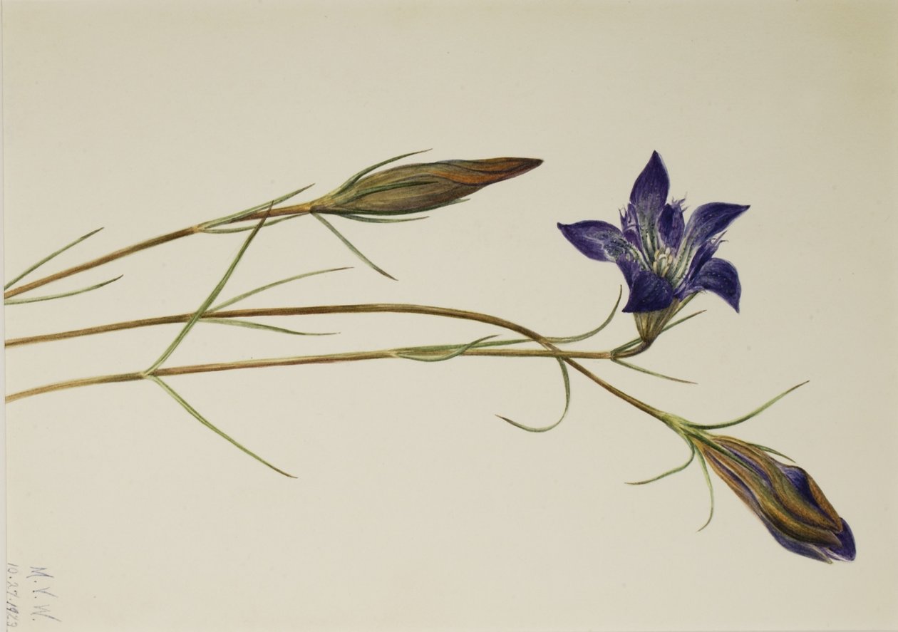  by Mary Vaux Walcott