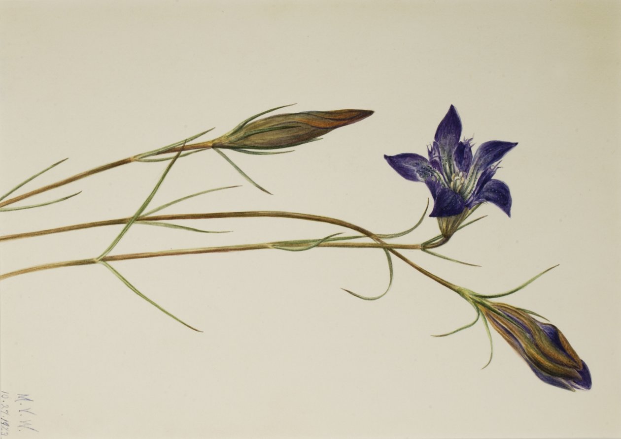 Pinebarren Gentian Gentiana porphyrio, 1923 by Mary Vaux Walcott