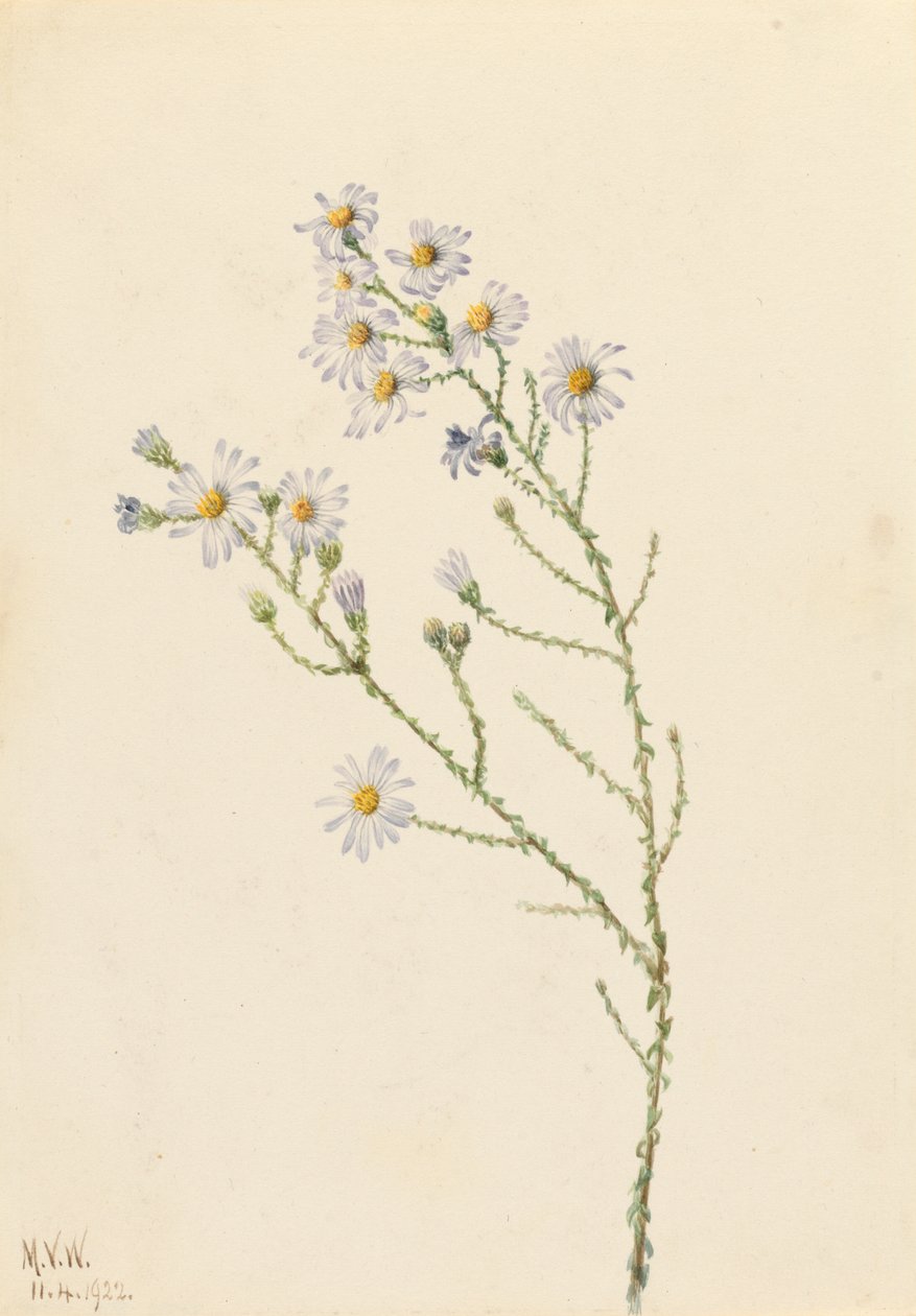 Pineland Aster Aster squarrosus, 1922. by Mary Vaux Walcott