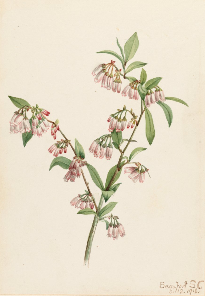 Pineland Yabanmersini Vaccinium tenellum, 1918. by Mary Vaux Walcott