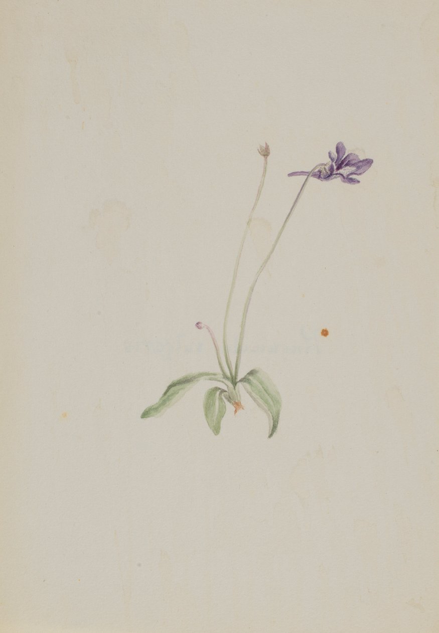  by Mary Vaux Walcott