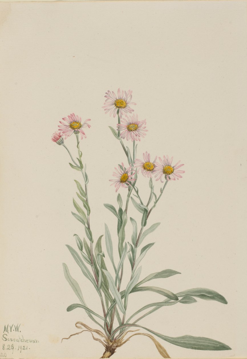  by Mary Vaux Walcott