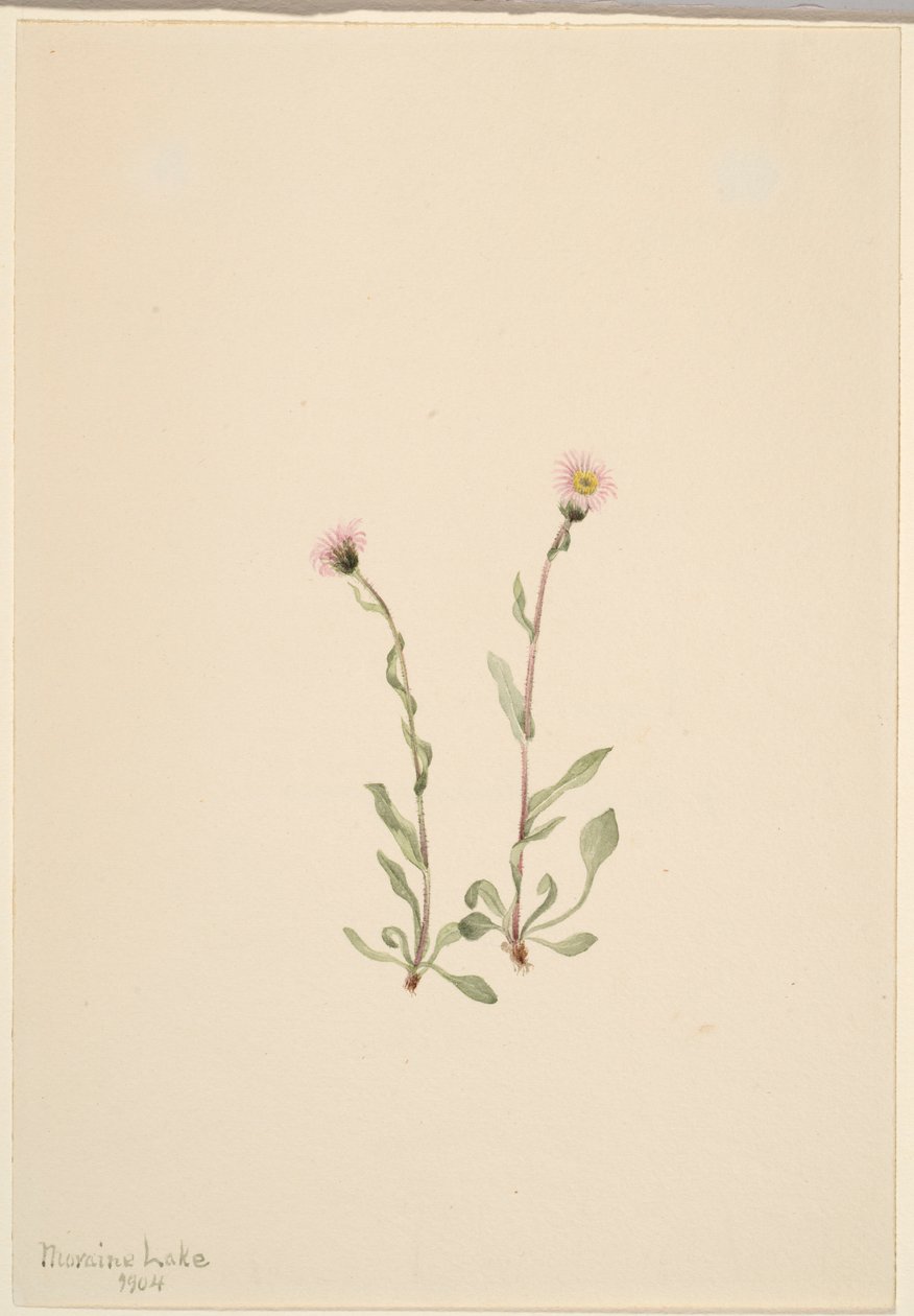  by Mary Vaux Walcott