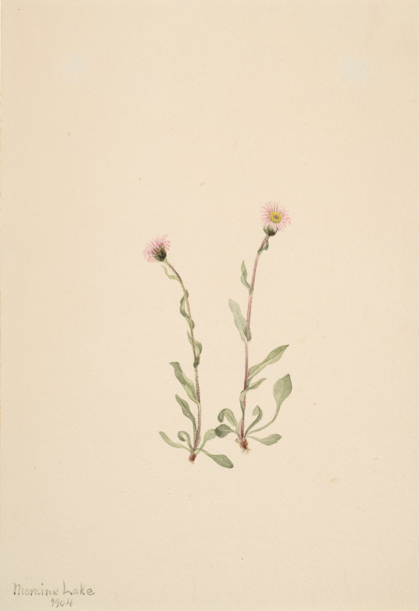 Pembe Fleabane Erigeron jucundus, 1904 by Mary Vaux Walcott