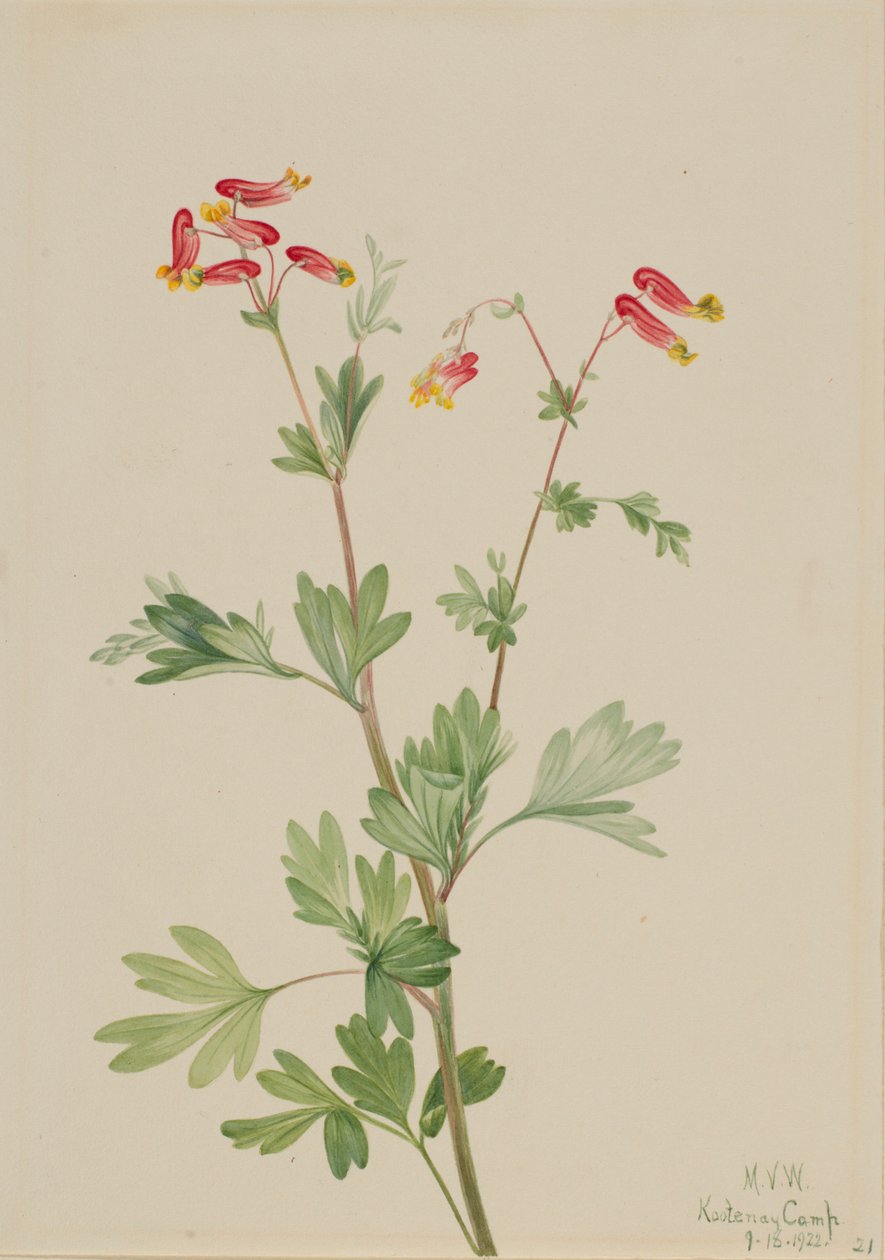  by Mary Vaux Walcott