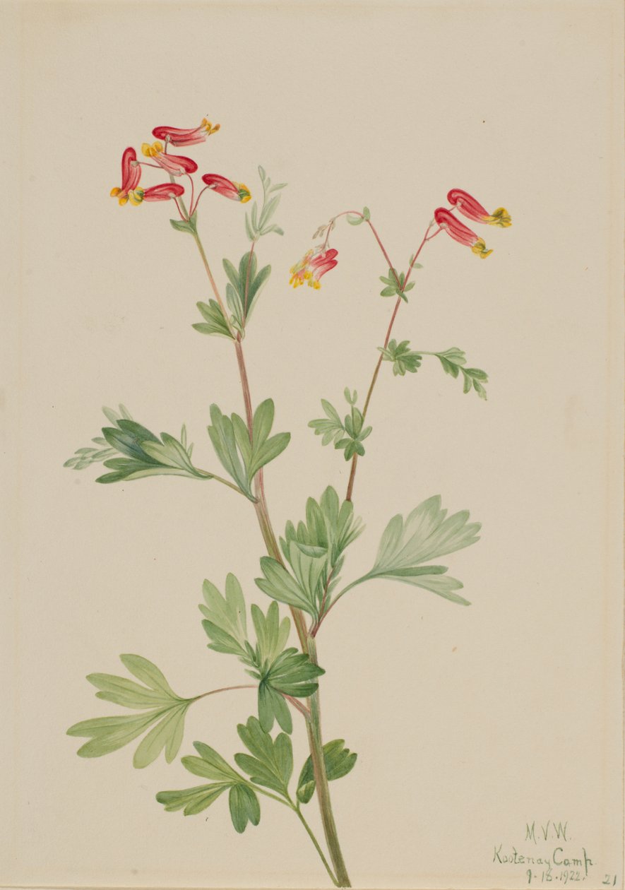 Pembe Fümeroot Capnoides sempervirens, 1922. by Mary Vaux Walcott