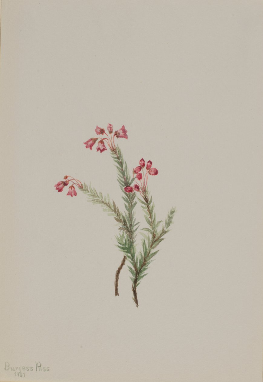  by Mary Vaux Walcott