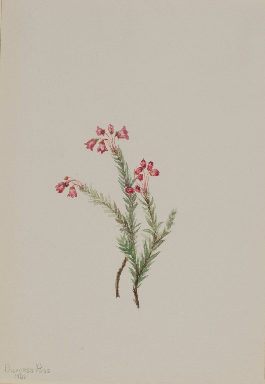 Pembe Heather Phyllodoce empetriformis, 1901. by Mary Vaux Walcott