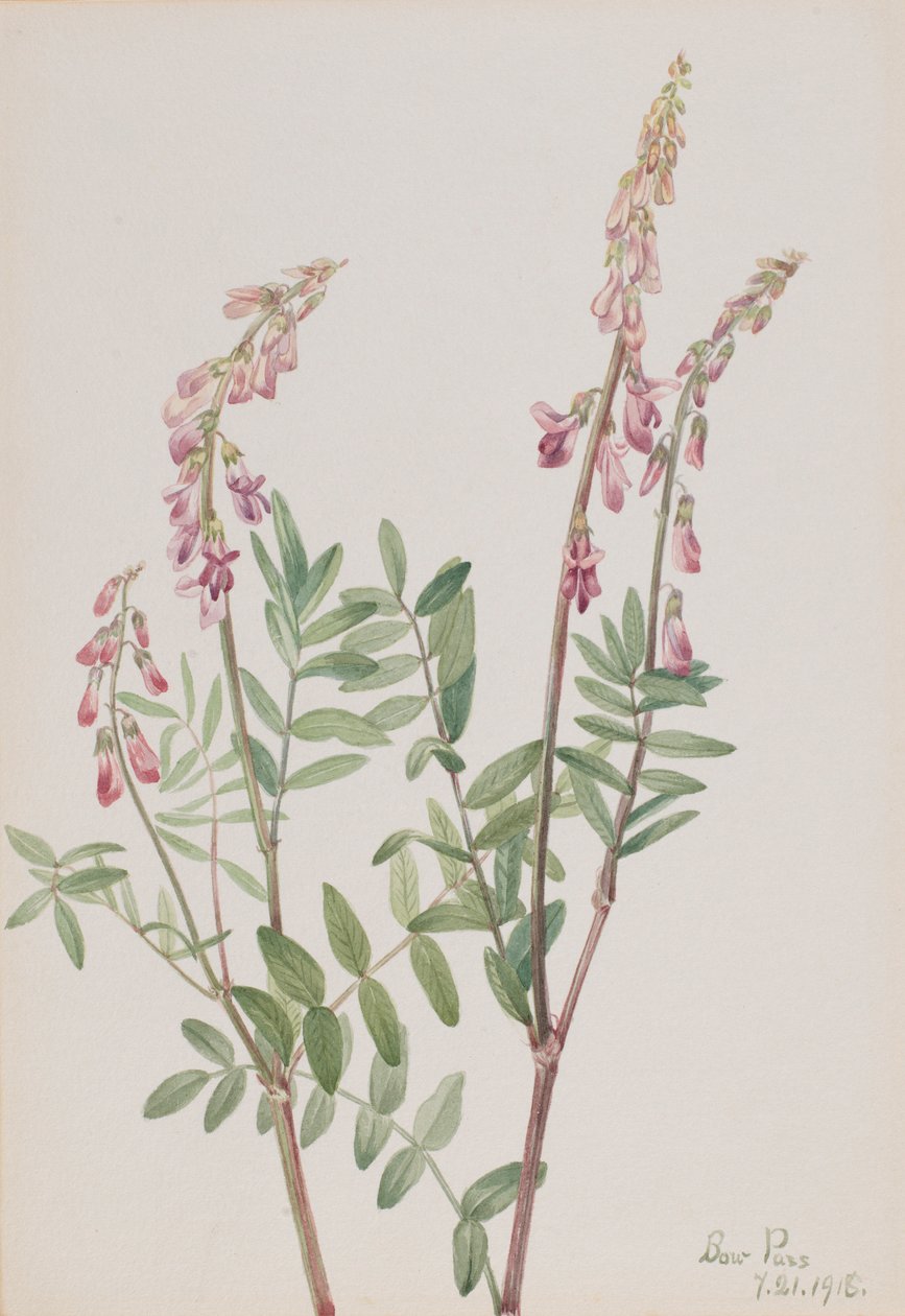  by Mary Vaux Walcott