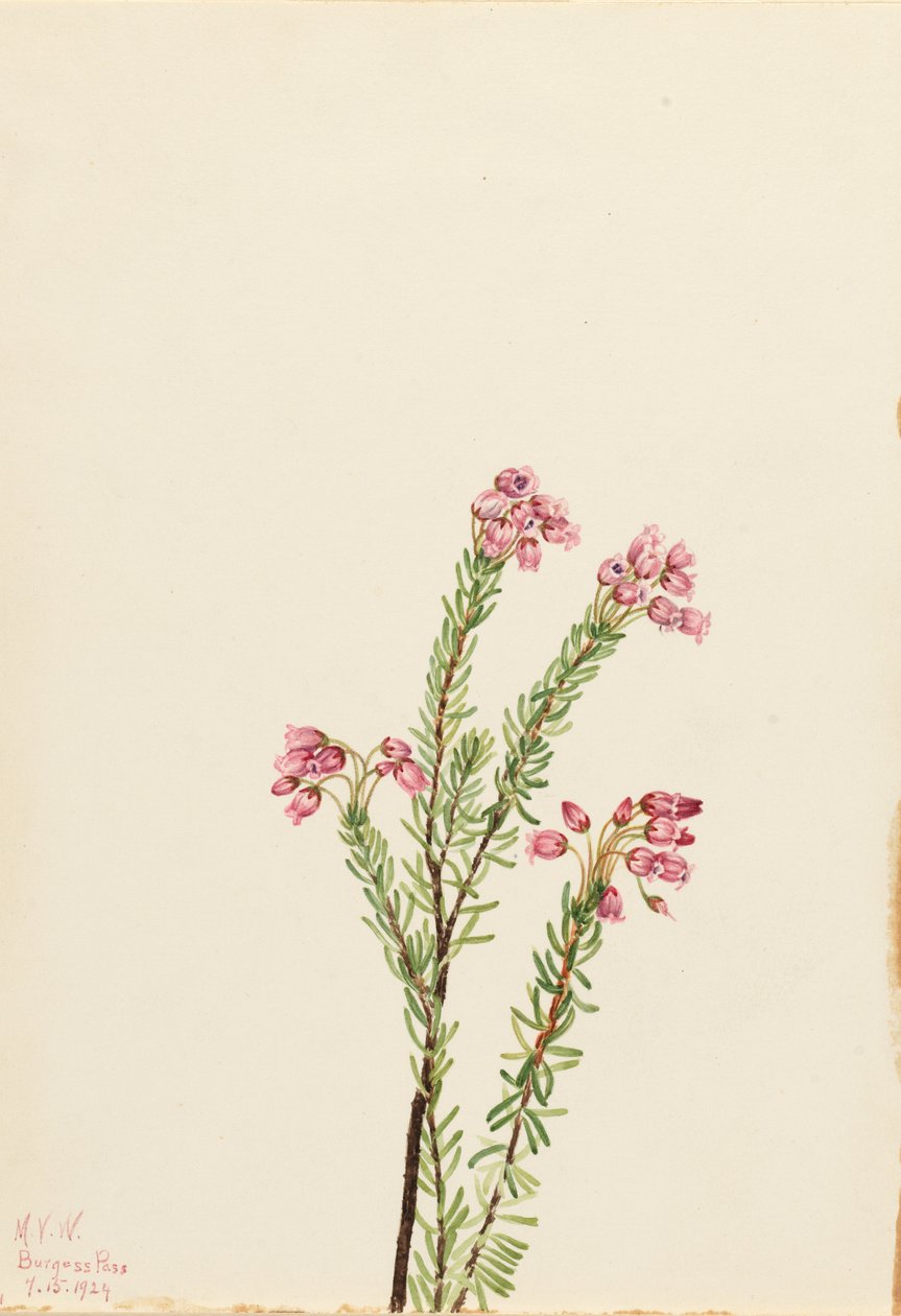  by Mary Vaux Walcott