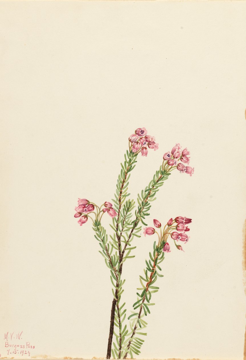 Pembe Dağ Heather Phyllodoce empetriformis, 1924. by Mary Vaux Walcott