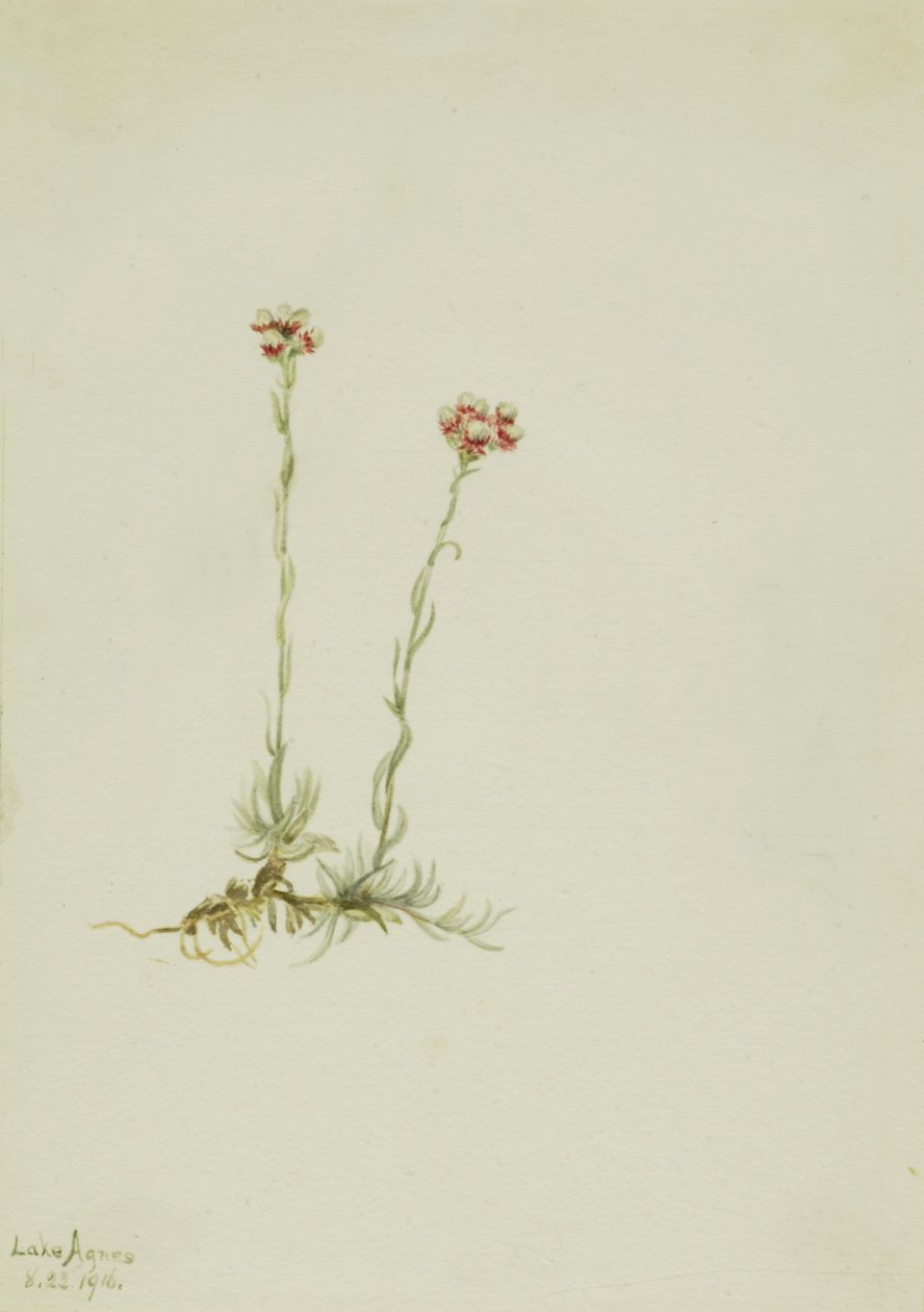 Pembe Pussytoes Antennaria rosea, 1916. by Mary Vaux Walcott