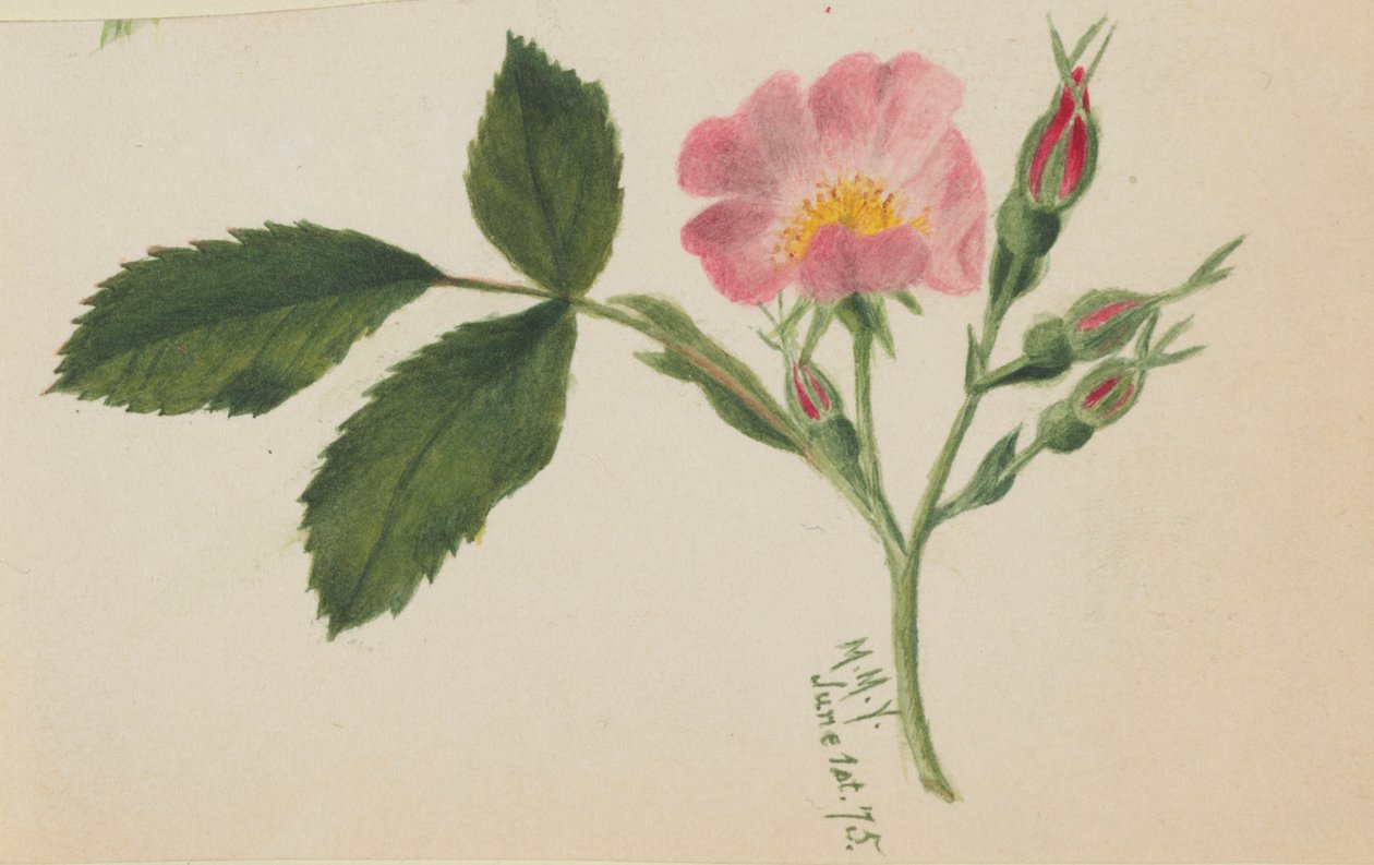  by Mary Vaux Walcott