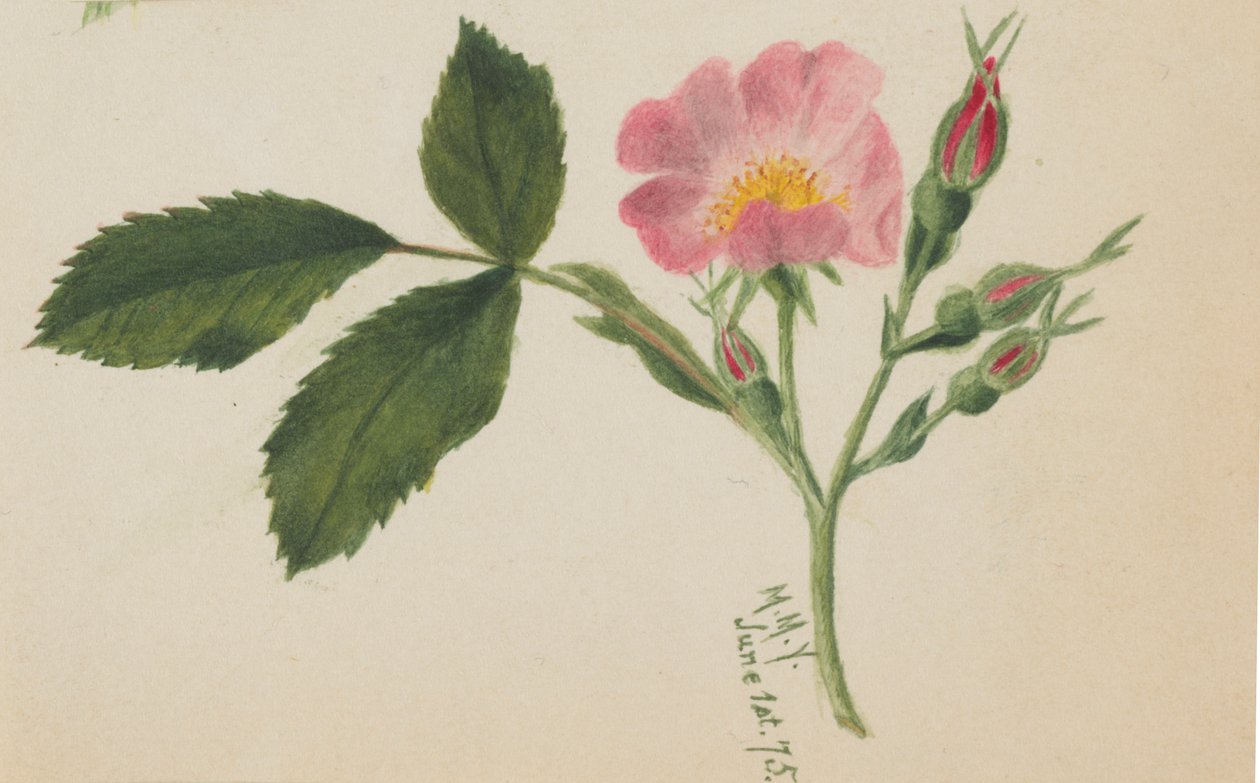 Pembe Gül, 1875. by Mary Vaux Walcott