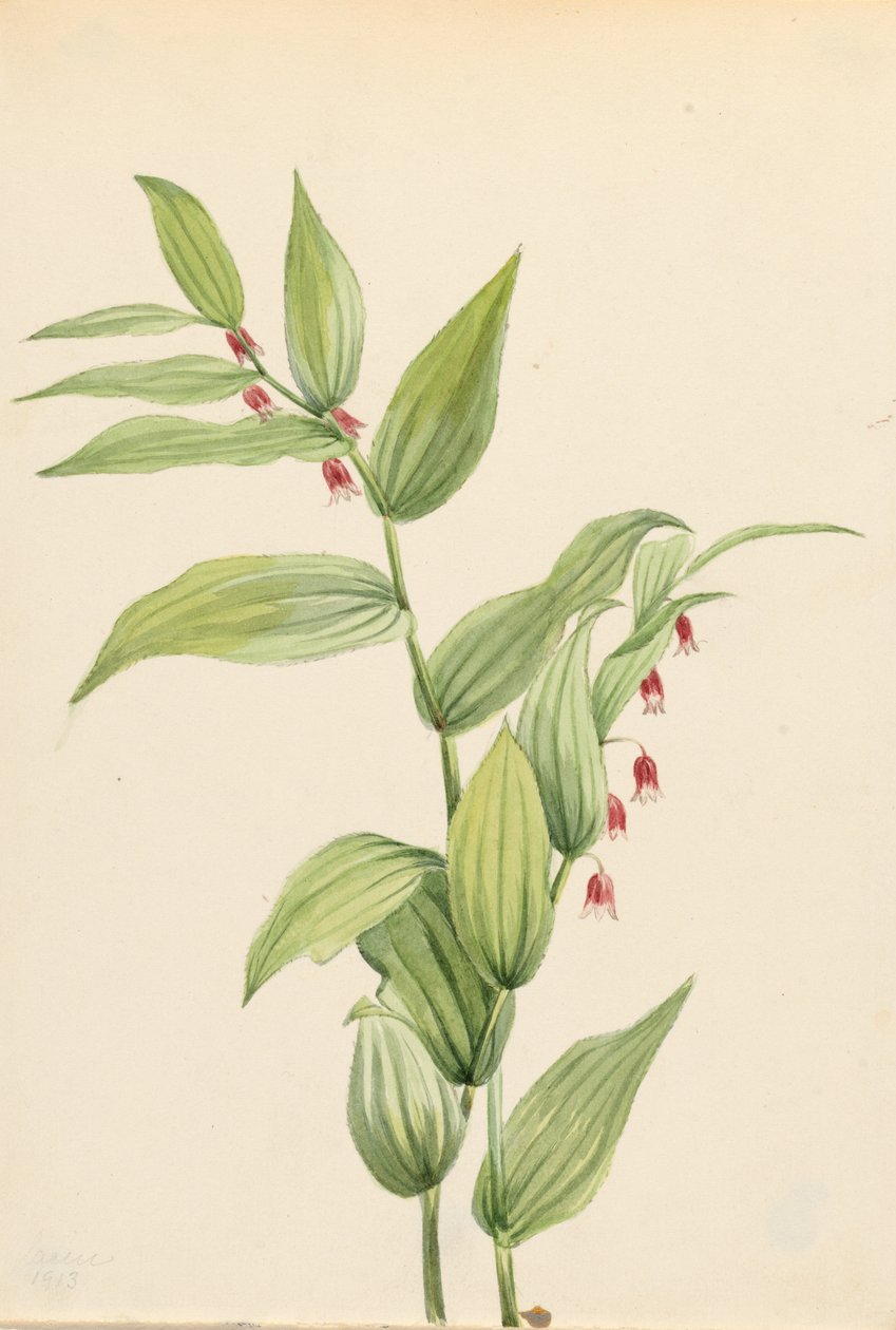  by Mary Vaux Walcott