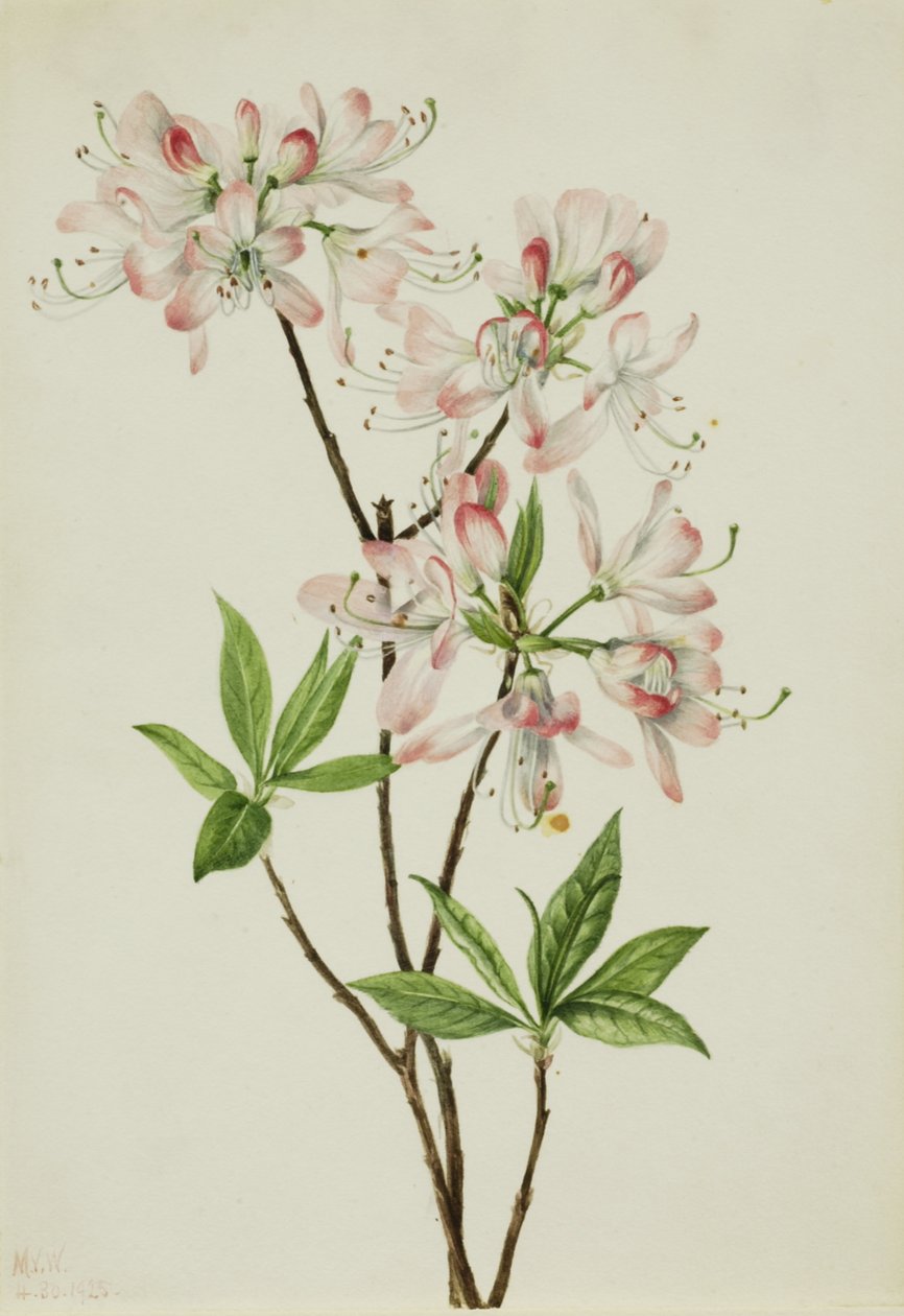 Pinkshell Açelya Açelya vaseyi, 1925. by Mary Vaux Walcott