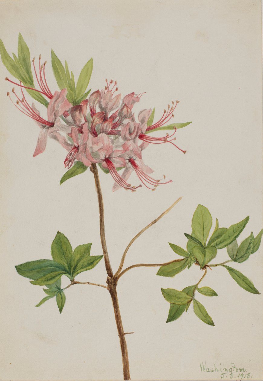 Pinxter Bloom (Azalea nudiflora) by Mary Vaux Walcott