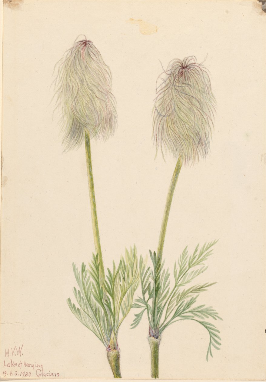  by Mary Vaux Walcott