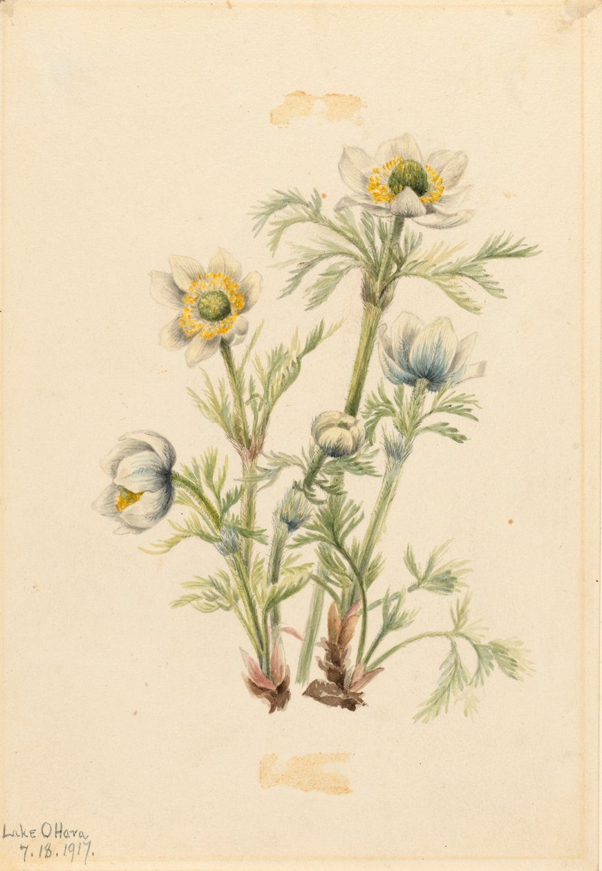 Tüy Anemon Pulsatilla occidentalis, 1917 by Mary Vaux Walcott