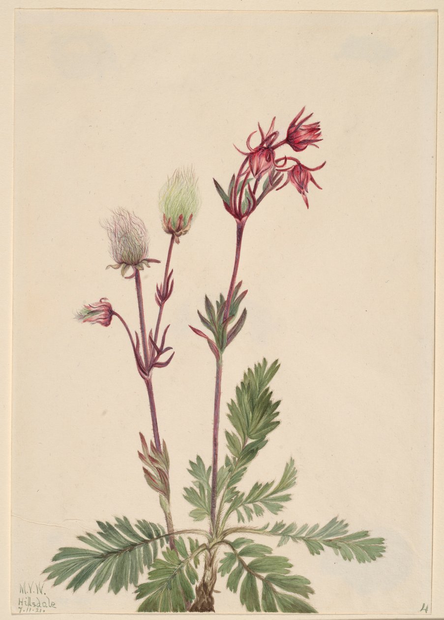  by Mary Vaux Walcott